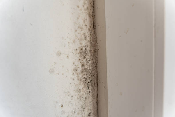 Mold Odor Removal Services in Ocean Springs, MS